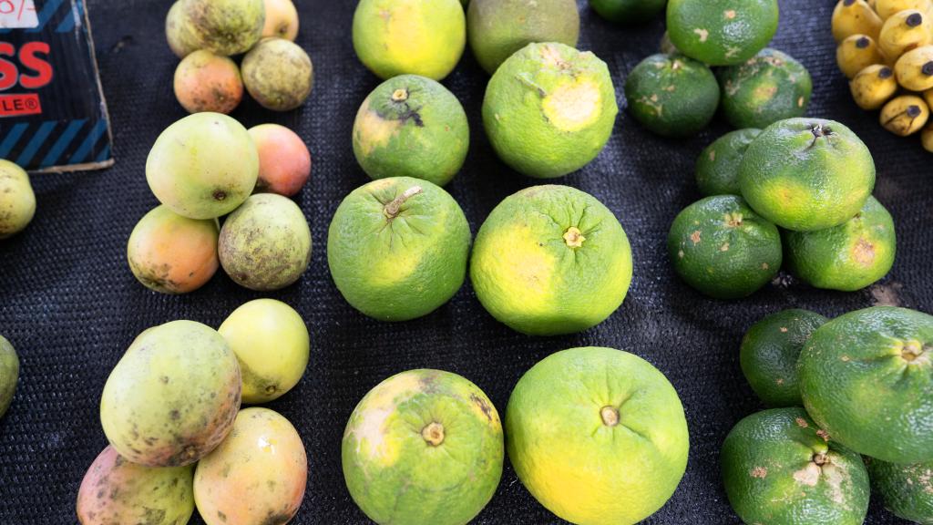 Mangos & lokale Orangen Mangos & lokale Orangen