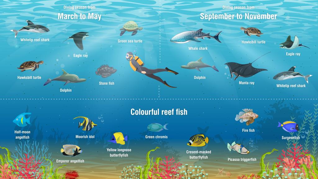 Scuba Diving in the Seychelles: Infographic above fish and other ocean species in the Seychelles