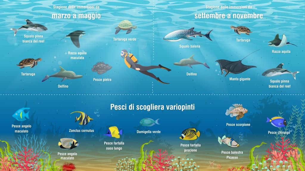 Immersioni alle Seychelles: Infografica sui pesci e la vita marina intorno alle Seychelles