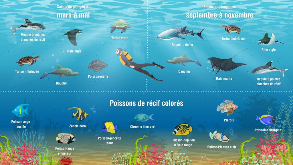 Plongée sous-marine aux Seychelles : Infographie sur les poissons et les autres espèces océaniques aux Seychelles