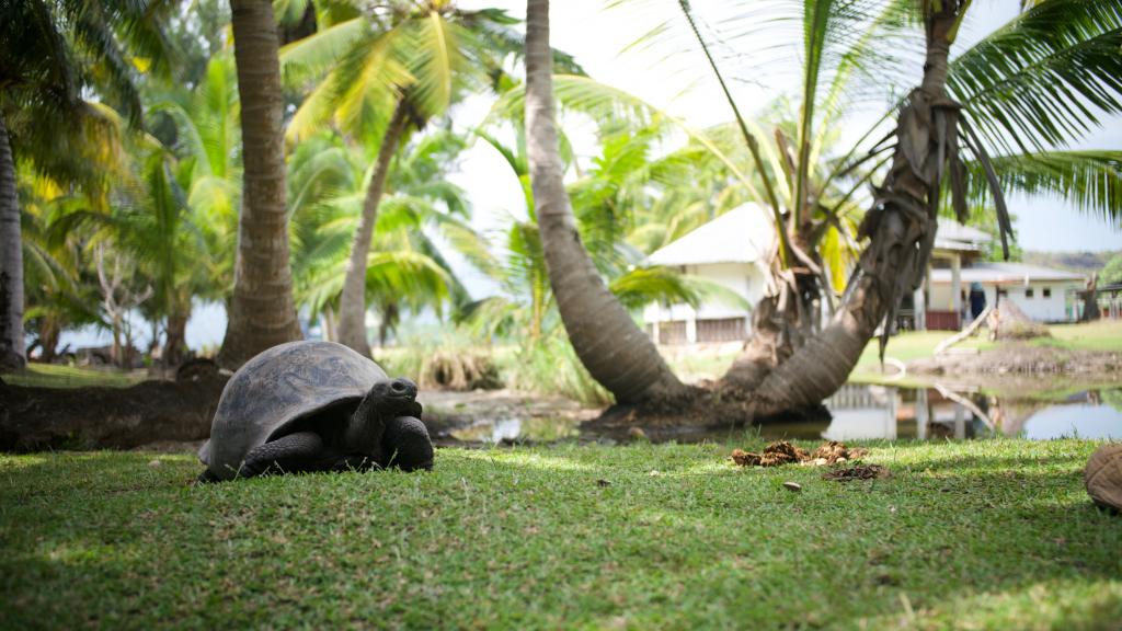 ...oder erleben Sie Riesenschildkröten hautnah bei einem Tagesausflug nach Curieuse.