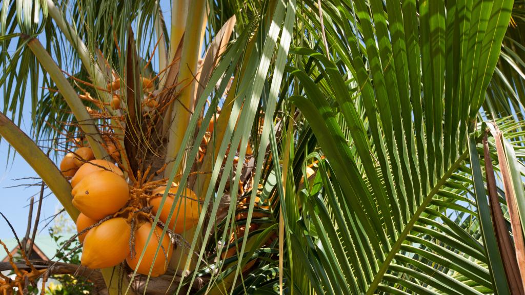 Kokosnüsse wachsen auf den Seychellen in Hülle und Fülle.