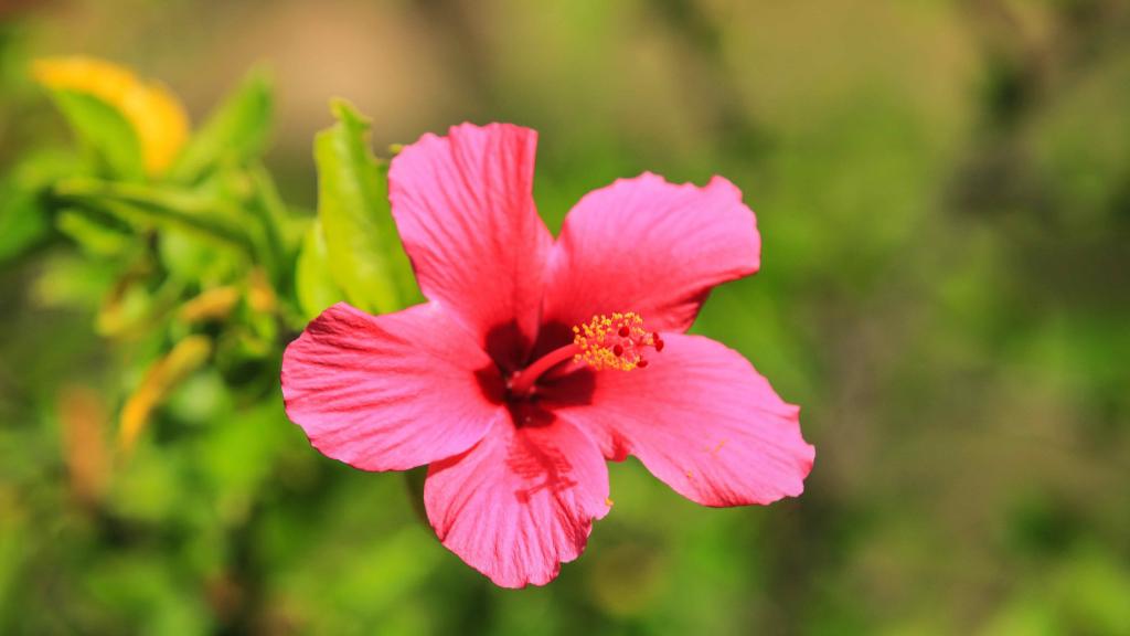 Pinke Blüten wie diese sieht man auf den Seychellen überall.