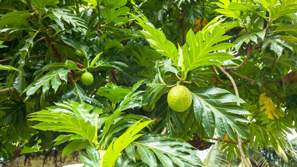 Die Seychellen sind ein wahres Paradies für Naturfans!