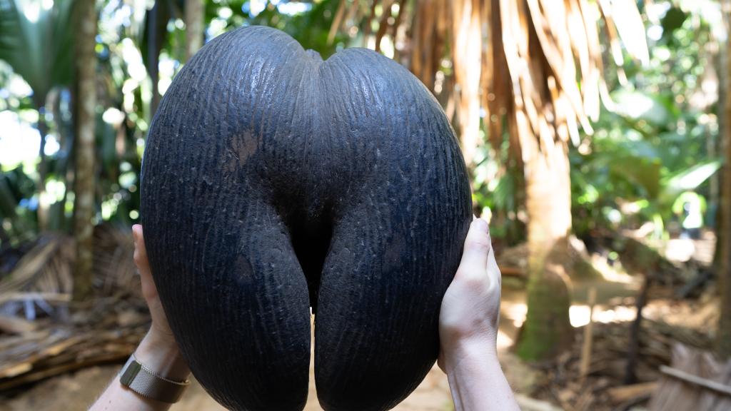 Coco de Mer im Vallée de Mai, Praslin Coco de Mer im Vallée de Mai, Praslin