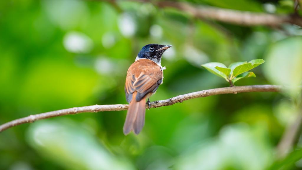 Il Pigliamosche del paradiso delle Seychelles è una specie di uccello endemica delle Seychelles (© Torsten Dickmann)