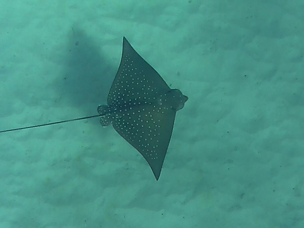 Praslin, Anse Lazio