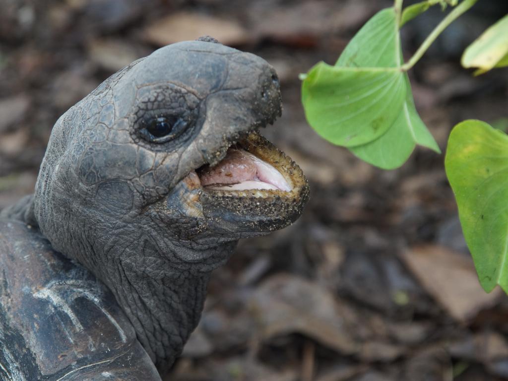 Riesenschildkröte auf La Digue