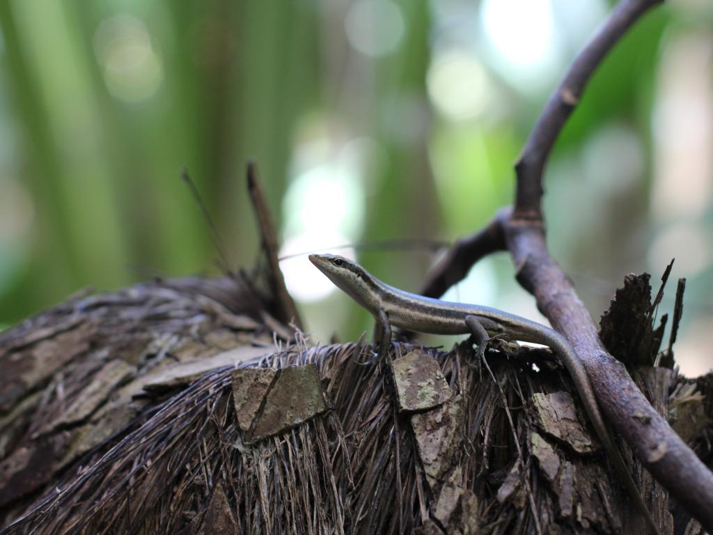 Vallée de Mai species