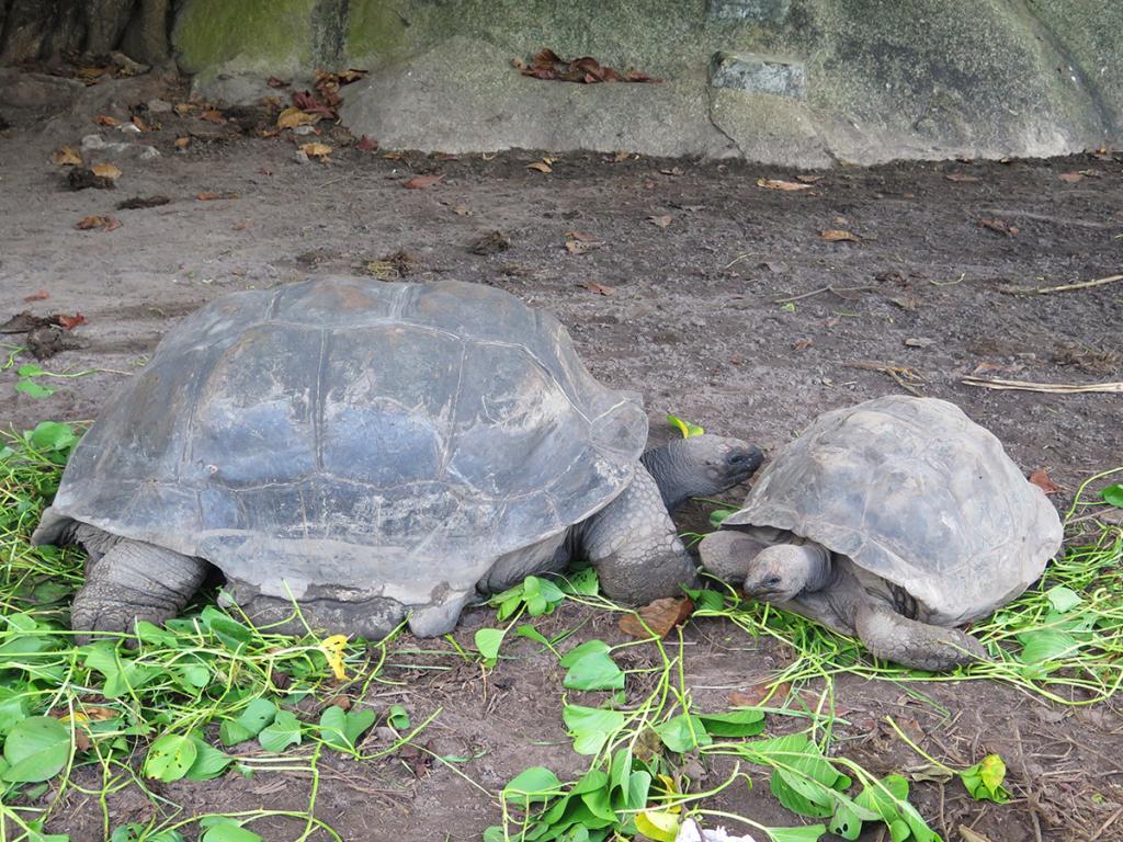 Freilaufende Schildkröten