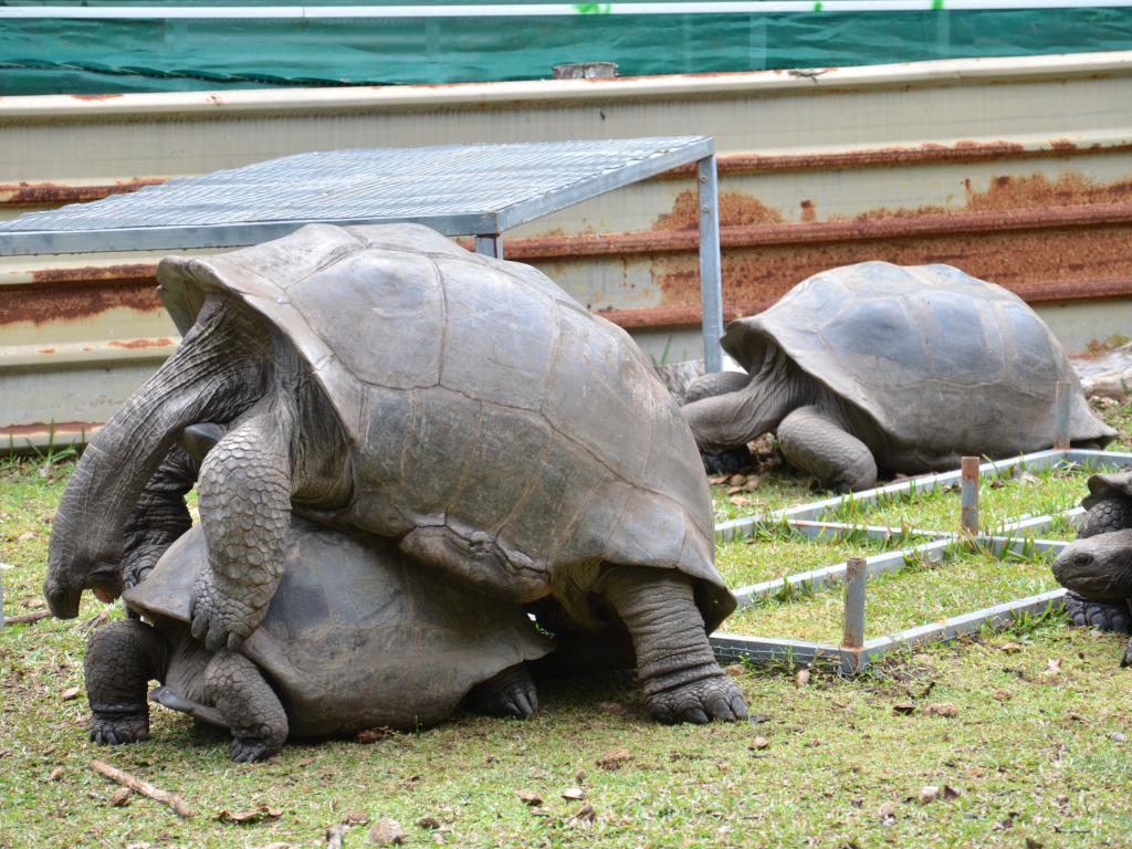 Liebesspiel Schildkröten Curieuse