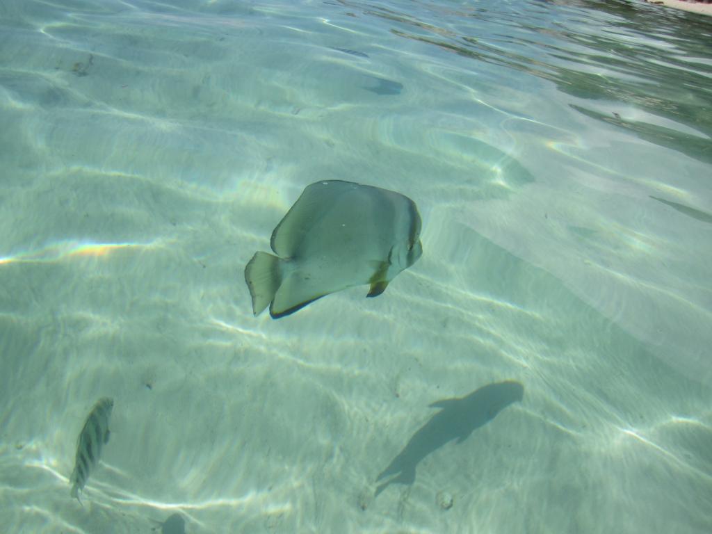 La Digue – Fische am Anse Source d‘ Argent