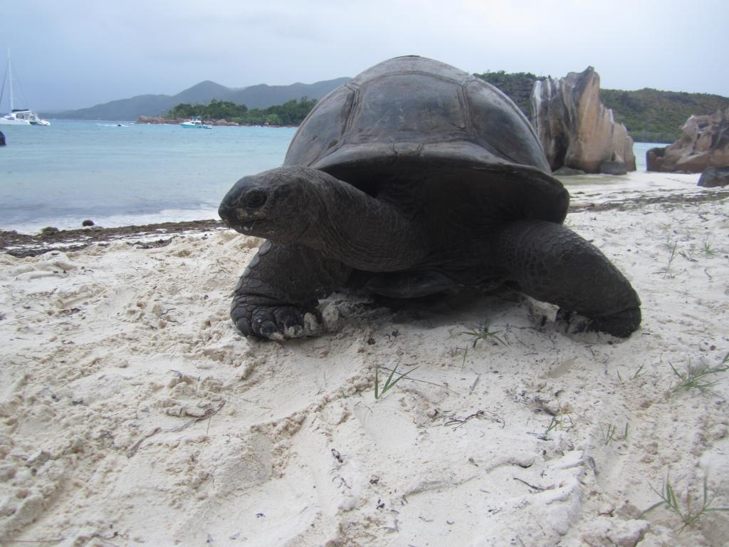 ­Riesenschildkröte auf Curieuse