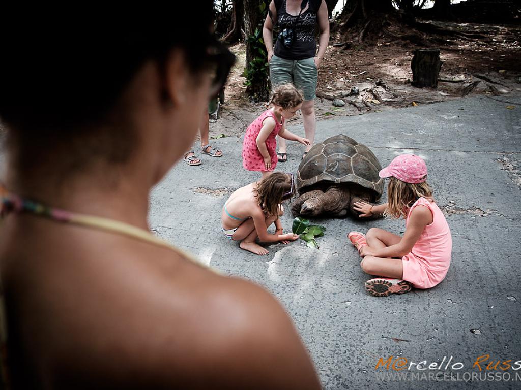 Tartaruga per strada a La Digue