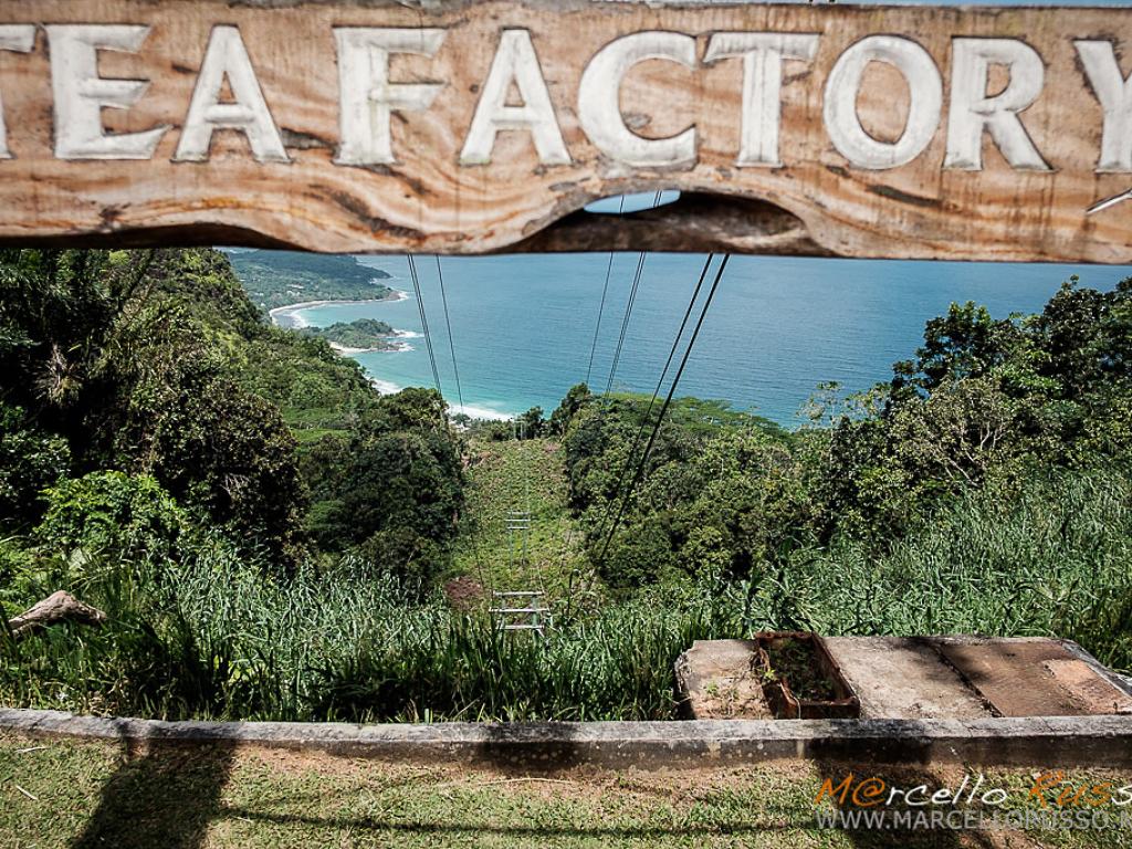 Fabbrica del tè