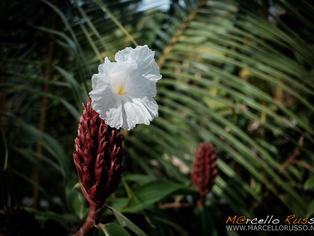 Particolare di fiore nel giardino a Praslin