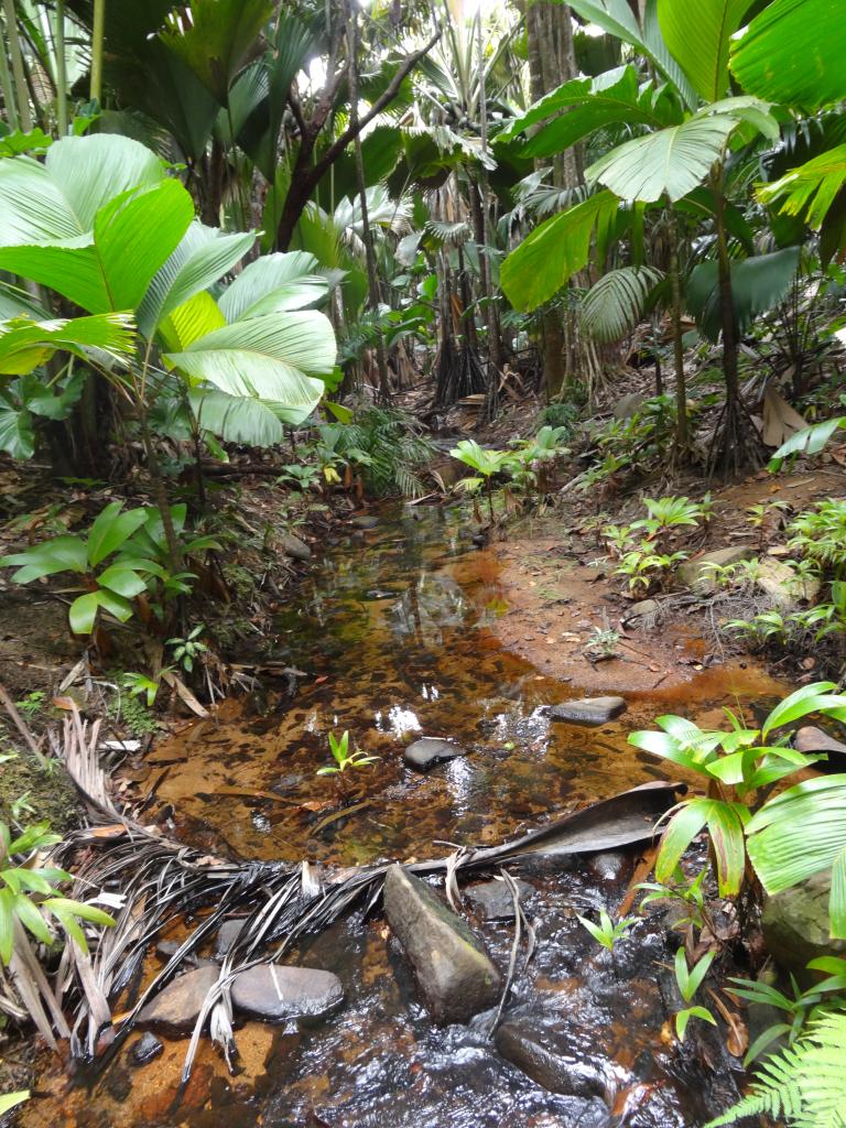 Valle de Mai Nationalpark, Praslin