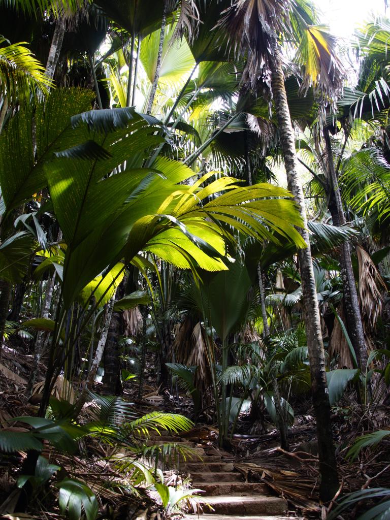 Vallée de Mai Coco de Mer