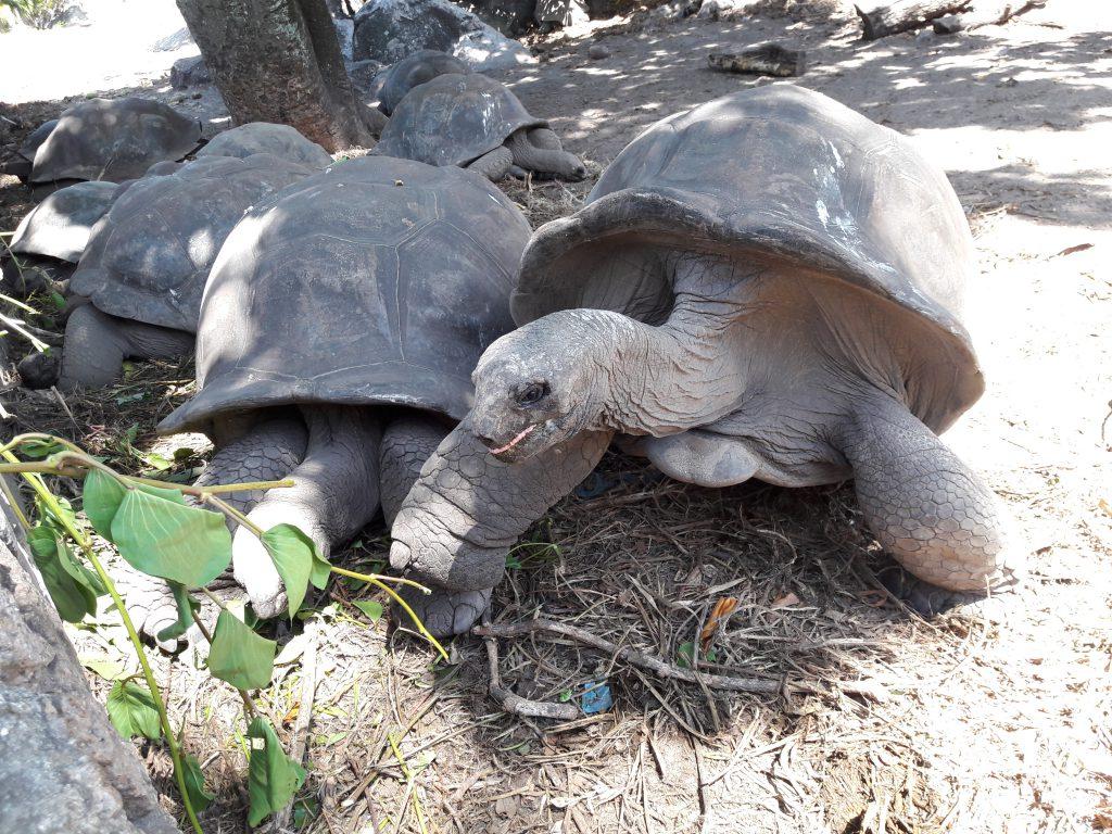 Riesen-Schildi im Park, La Digue