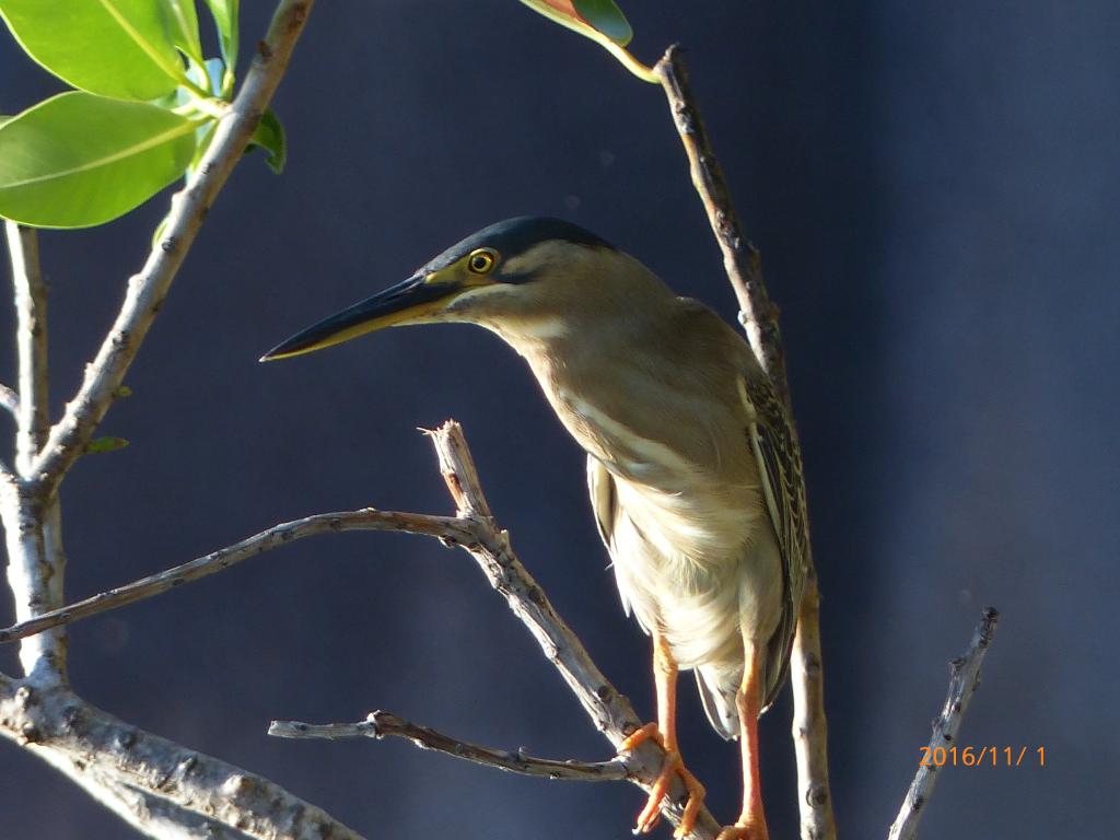 Vogel-Beobachtung