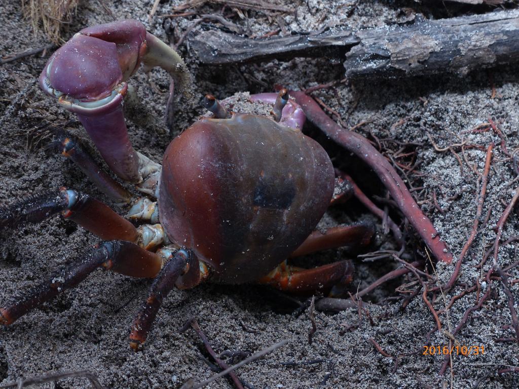 Krabbe am Strand