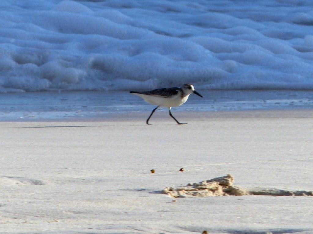 Vogel am Grand Anse