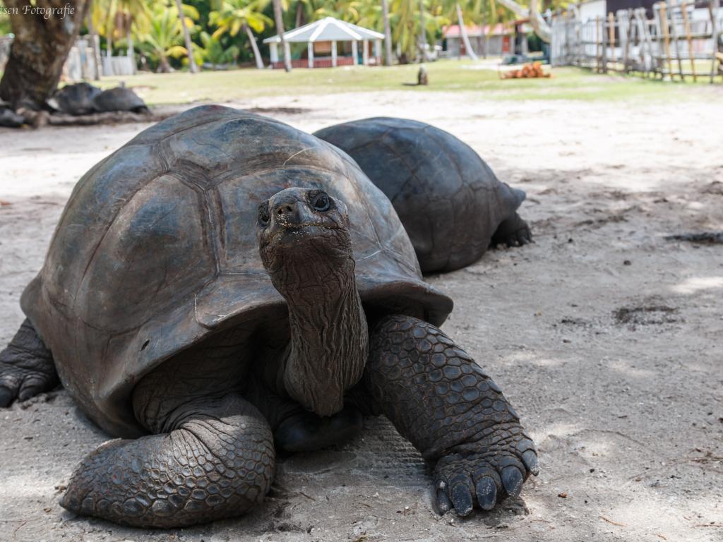 Riesenschildkröte auf Curieuse-Island