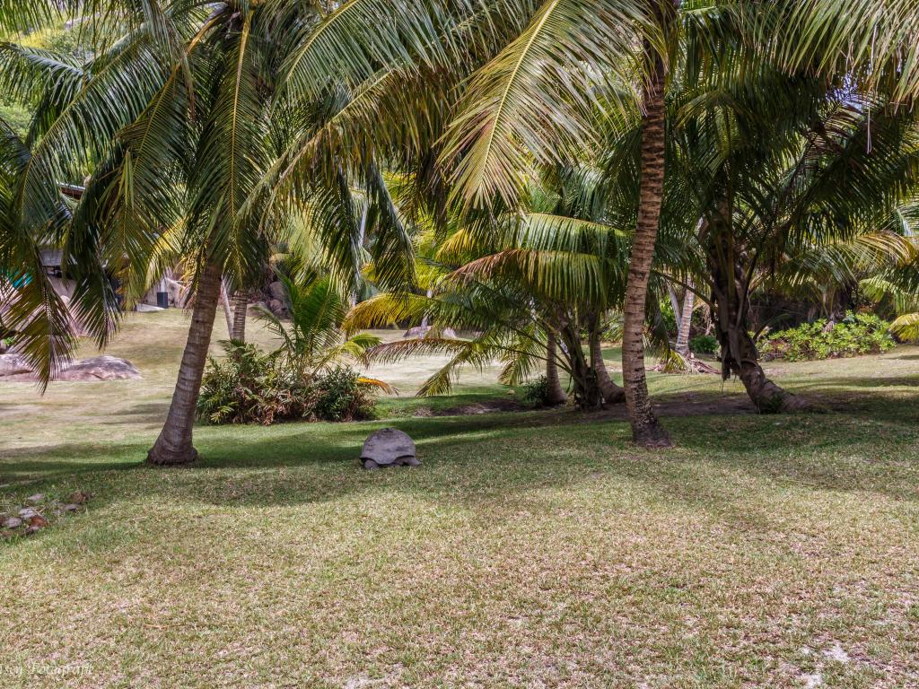 Riesenschildkröte auf Sister Island