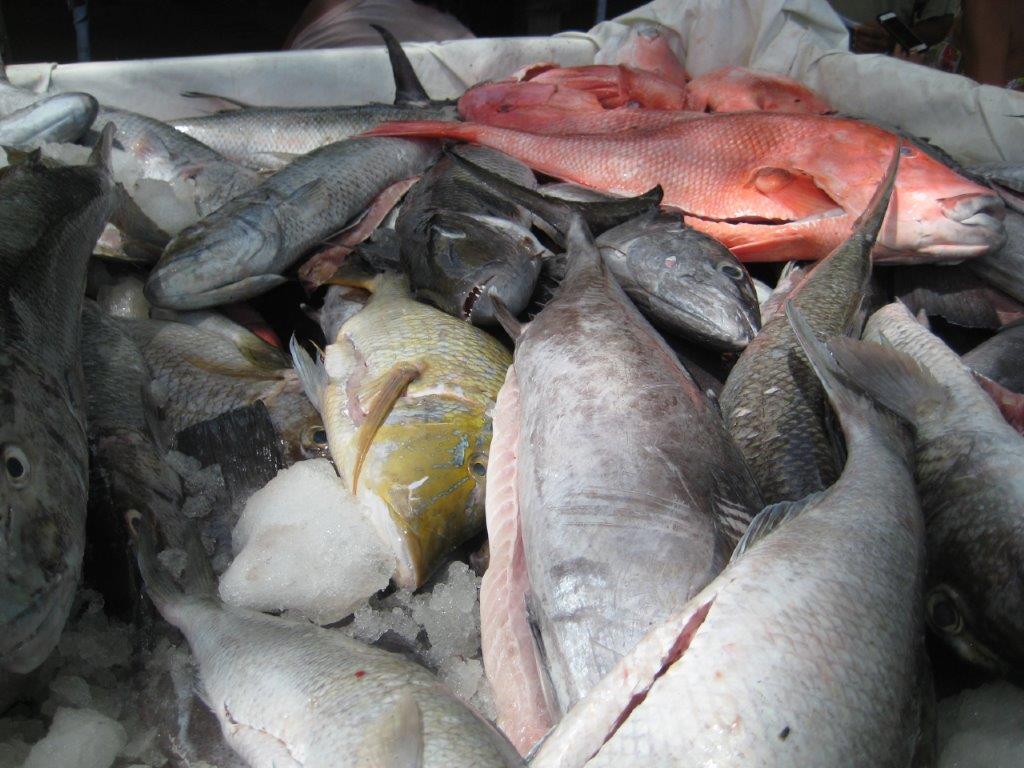 Fisch Markt, La Digue