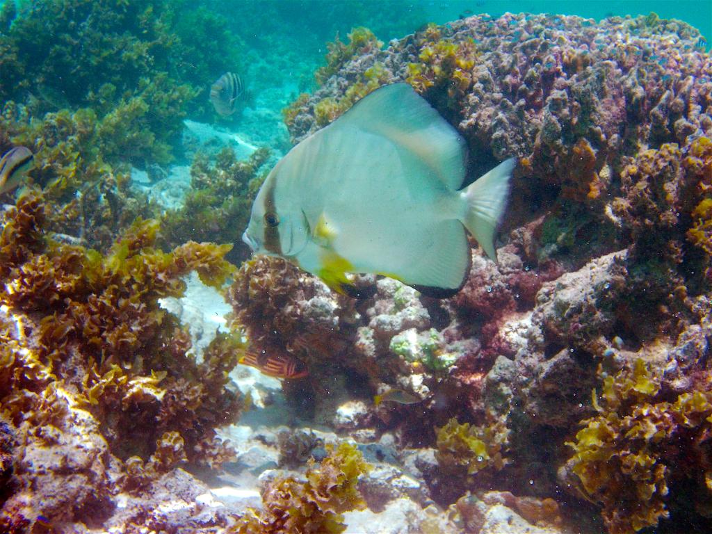 Snorkeling