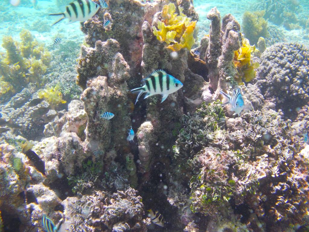 Snorkeling presso Anse Source d'Argent