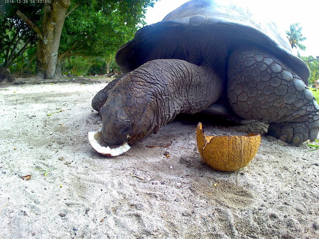 Tartaruga a Curieuse Island