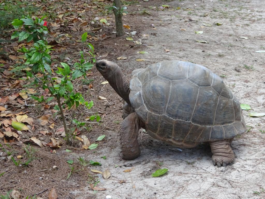 Riesenschildkröte