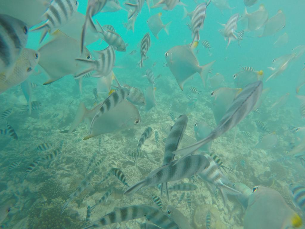 Schnorcheln Sainte Anne Marine Park