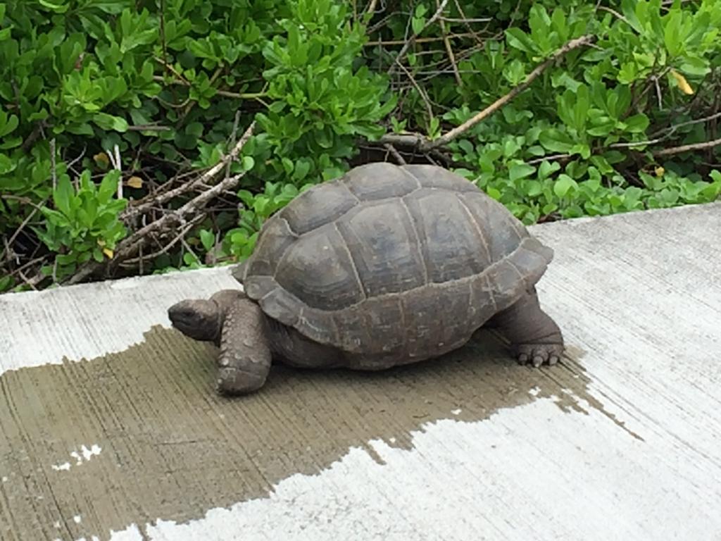 La Digue, freilebende Riesenschildkröte