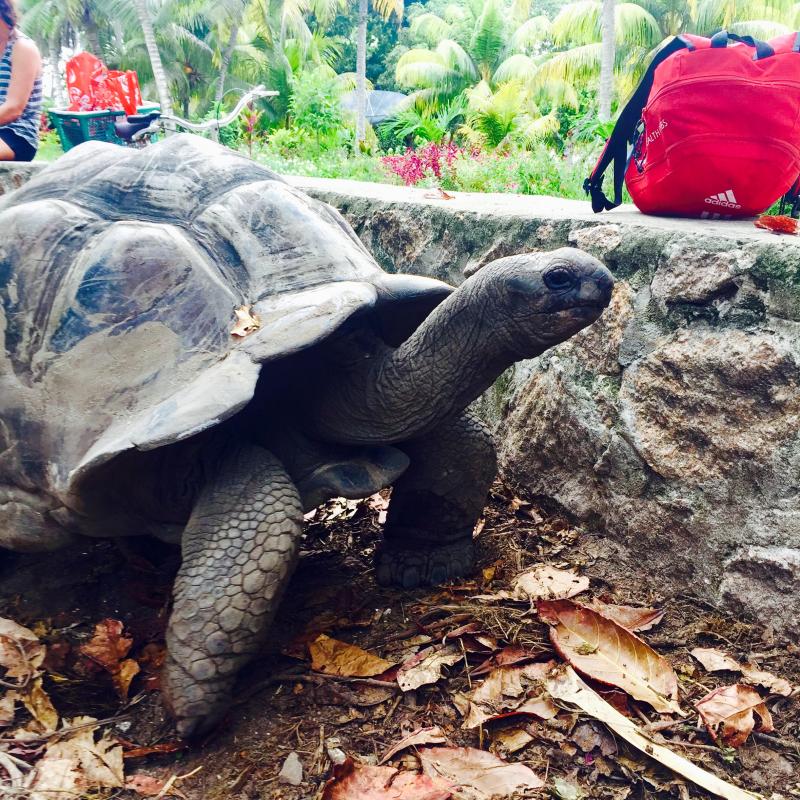 Tartaruga Gigante