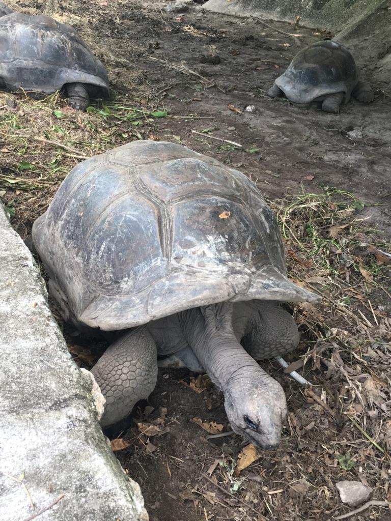 Schildkröten L’Union Estate