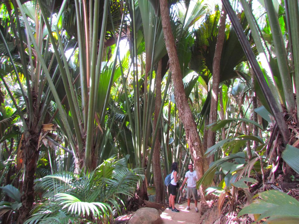 Vallée de Mai, Praslin