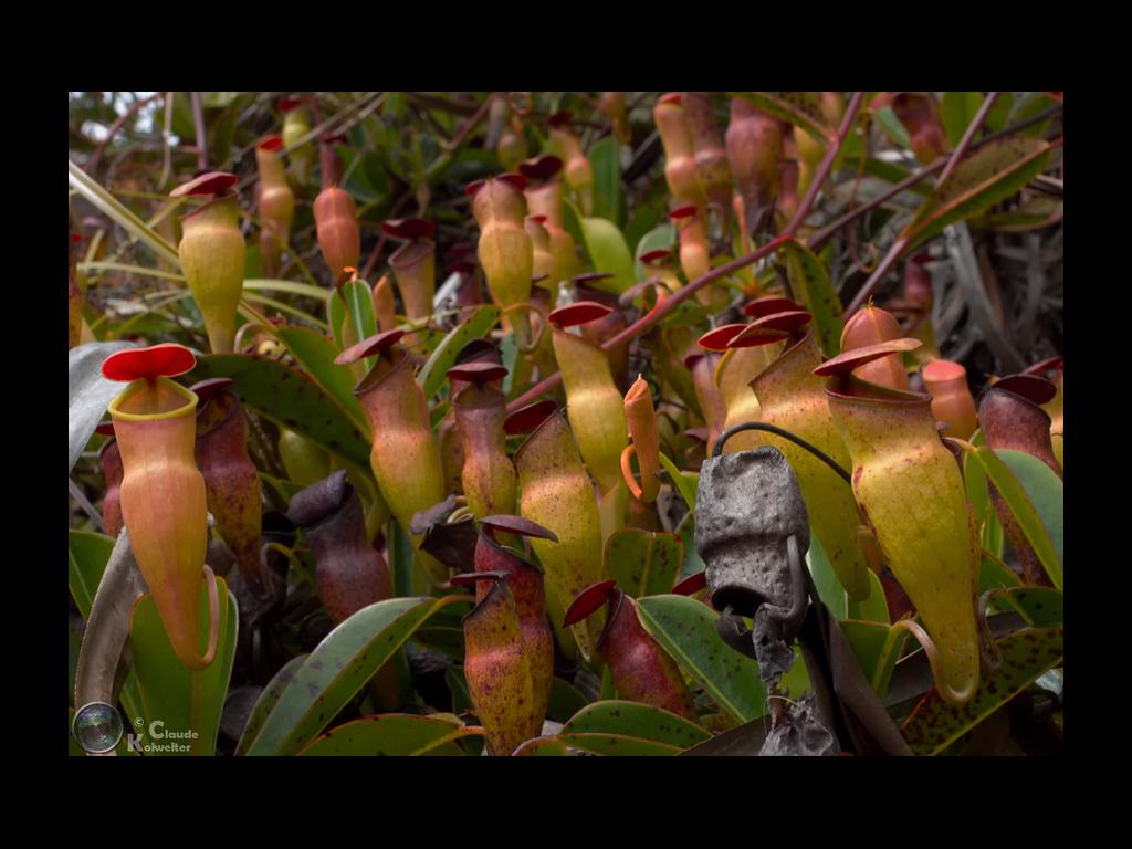 Nepenthes pervillei / Kannenpflanzen