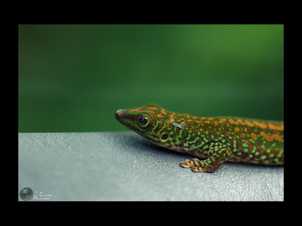 Phelsuma sundbergi longinsulae