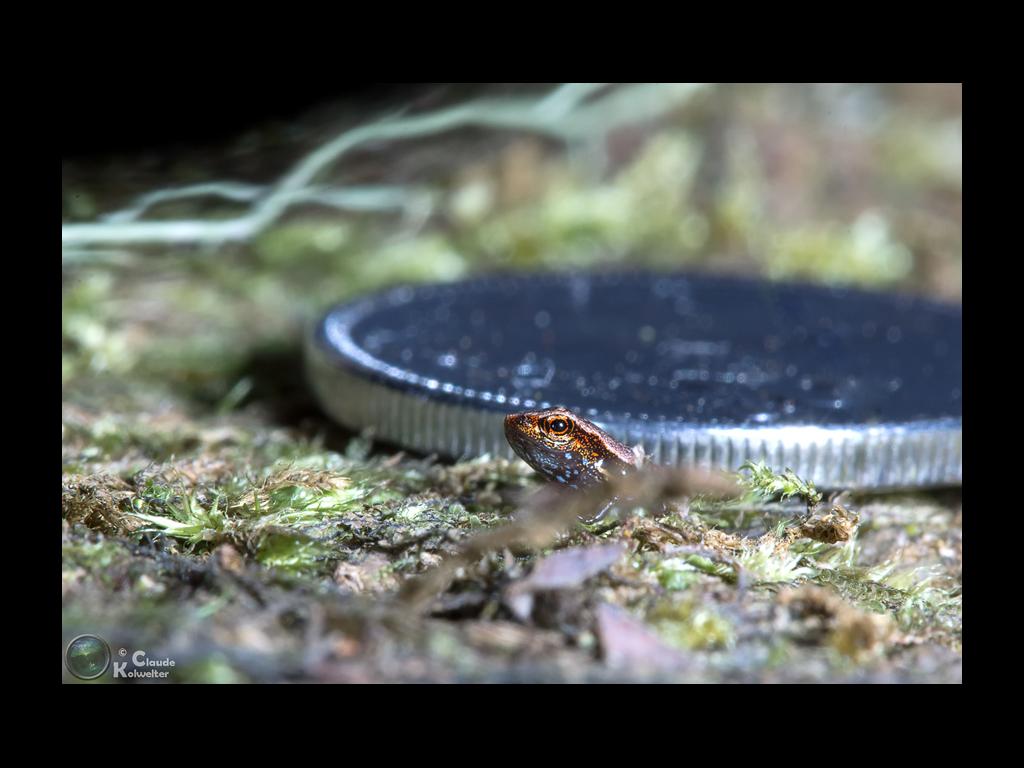 3. kleinster Frosch der Welt,  Sooglossus gardineri