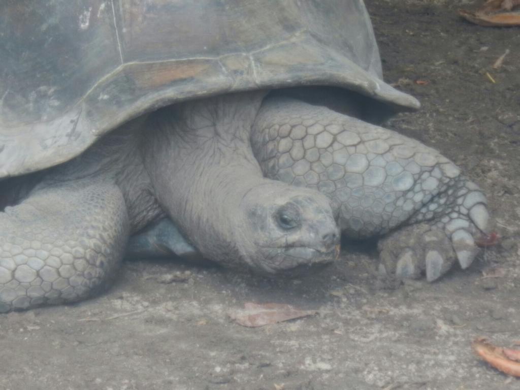 Riesenschildkröte