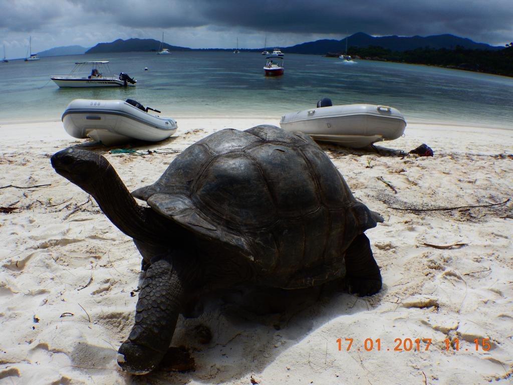 Schildkröte auf Curieuse