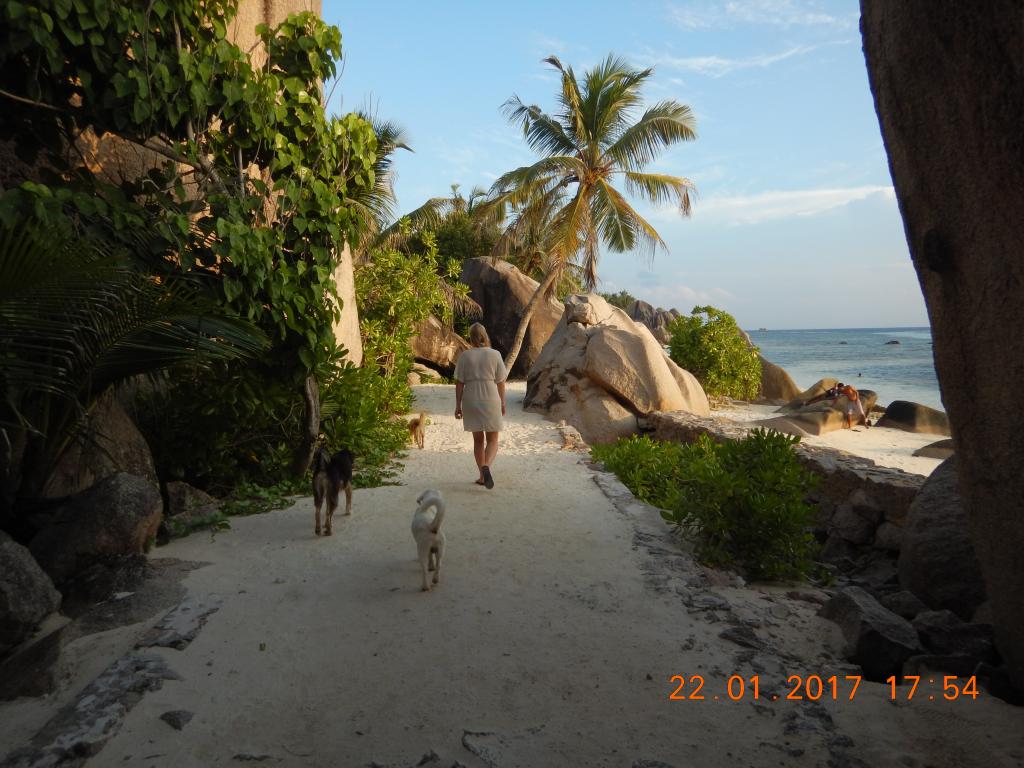 Wilde Hunde auf La Digue