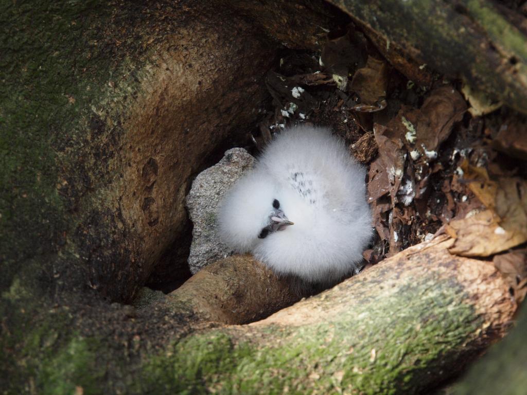 Vogelwelt auf Cousin