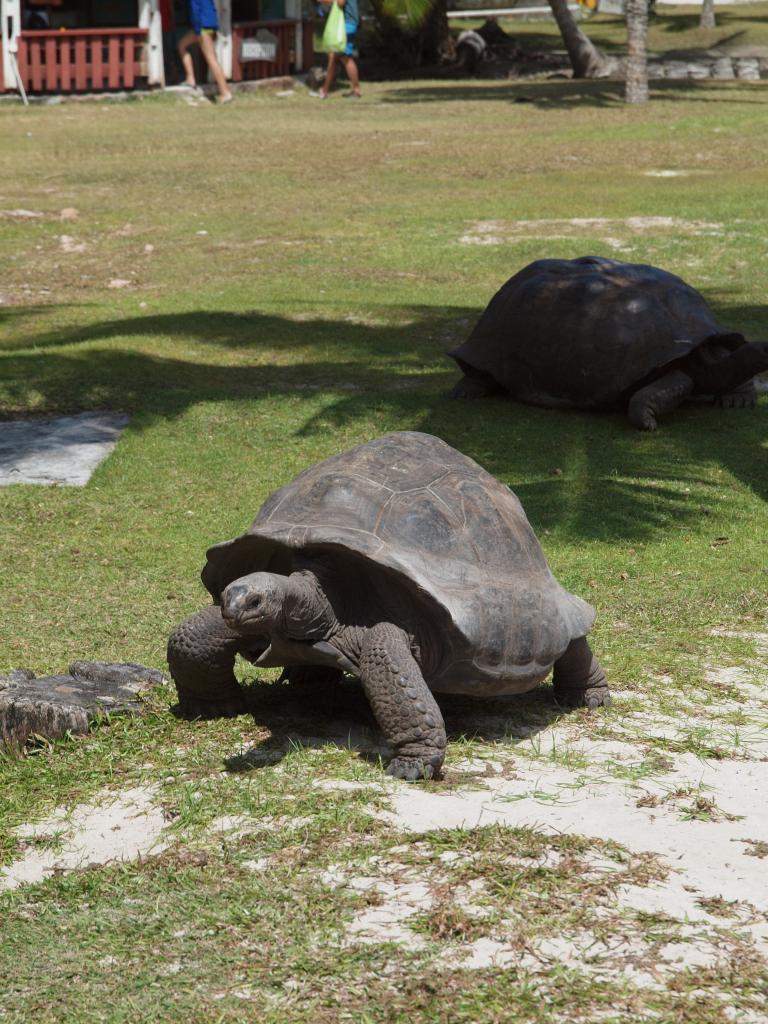 Schildkröten auf Curieuse