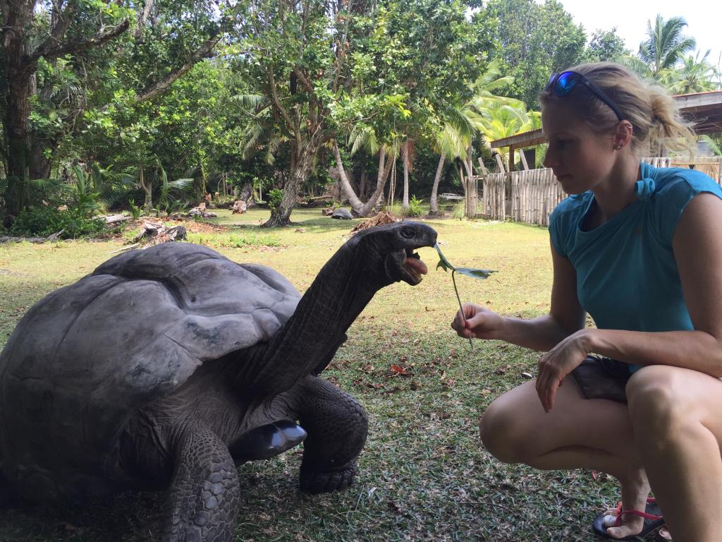 Schildkröten auf Curieuse