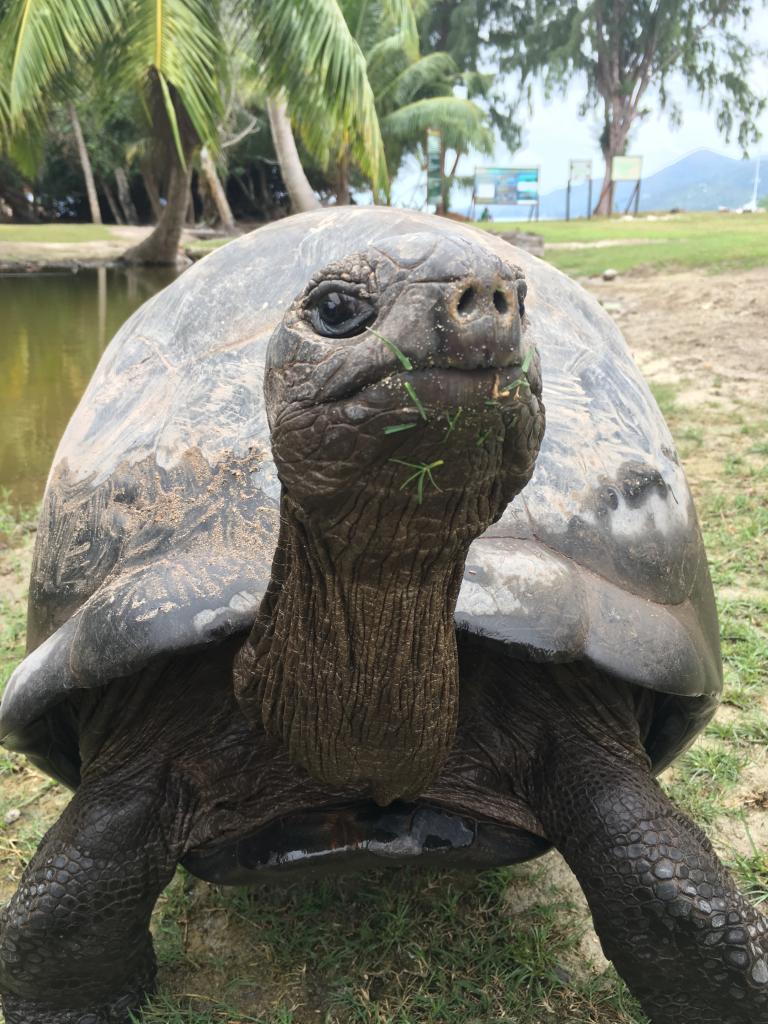 Schildkröte auf Curieuse Island