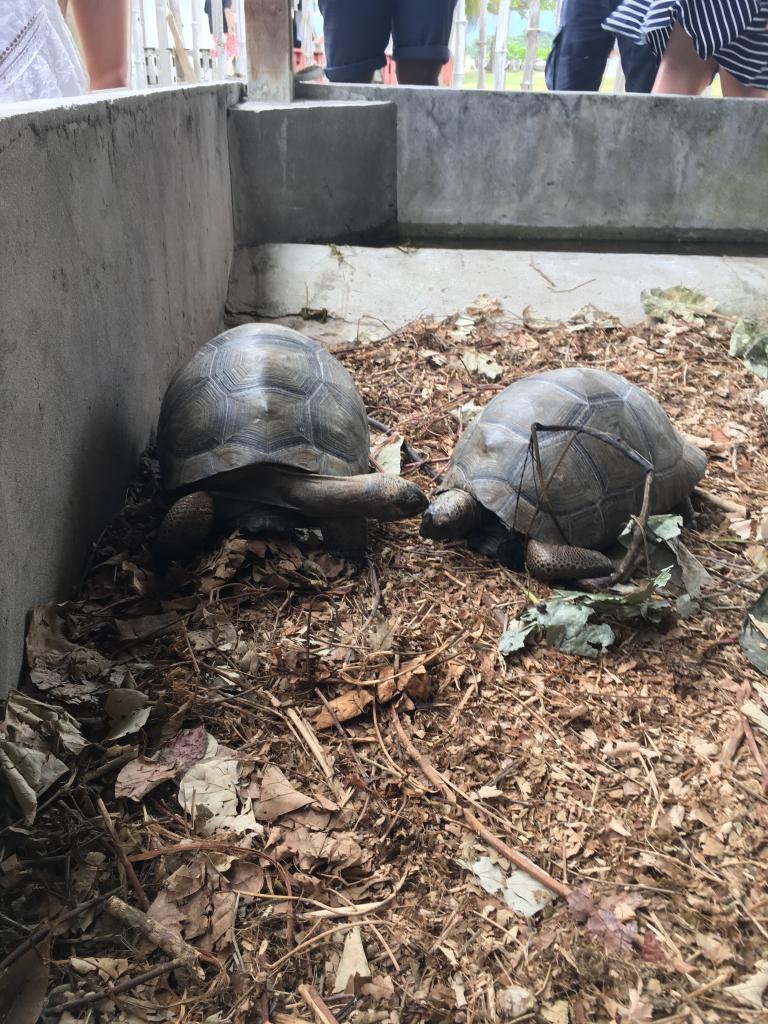 Kleine Schildkröten auf der Insel Curieuse