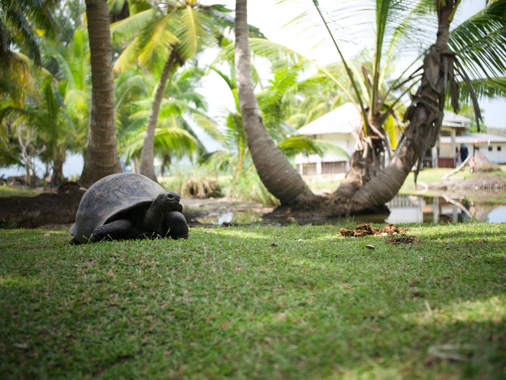 Schildkröten auf Curieuse